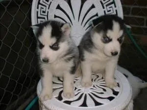 Blue Eyed Siberian Husky for Sale