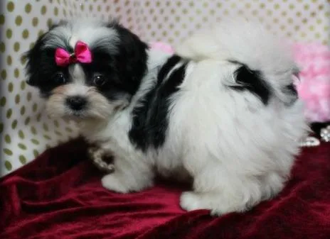 Healthy Mal Shi puppies for sale.