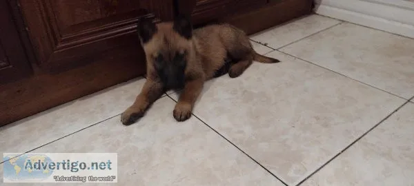 belgian malinois puppies in el paso tx