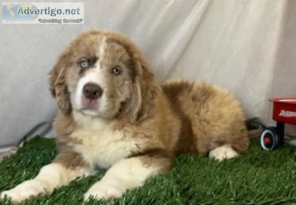 Thunder NewfieAussie mix