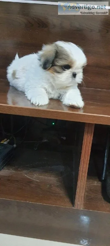 SHITZU PUPPIES AVAILABLE FOR YOUR HOMES