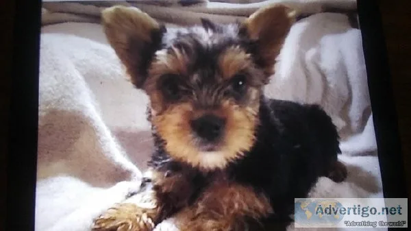 Female yorkie
