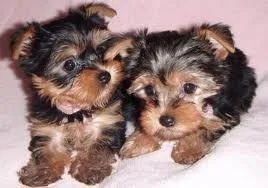 Wonderful Teacup Yorkie puppies