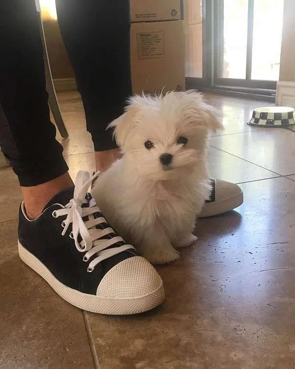 A.K.C Registered Maltese Puppies