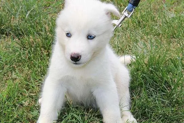 AKC Reg Siberain Husky Pup Male