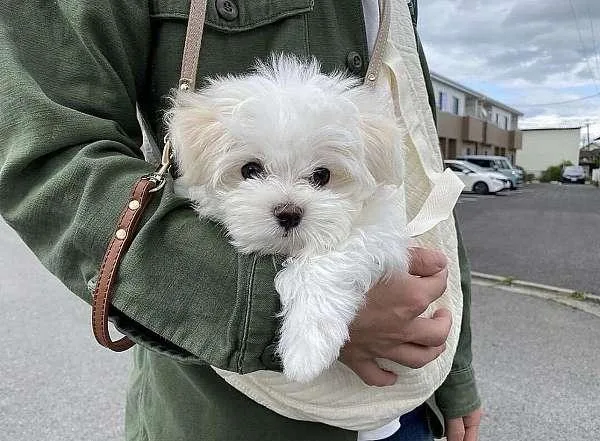 Maltese Puppy for Sale