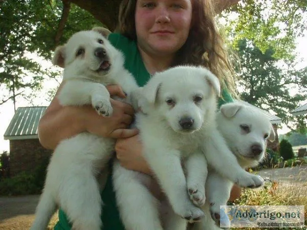100% Pure German Shepherd puppies.