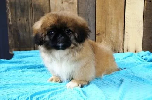 Gorgeous Pekingese Puppies For Sale.&quot