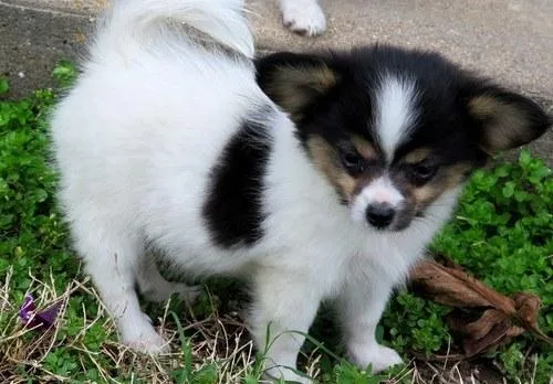 Beautiful Papillon Puppies.