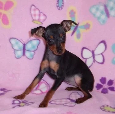 Gorgeous Miniature Pinscher Puppies For Sale.