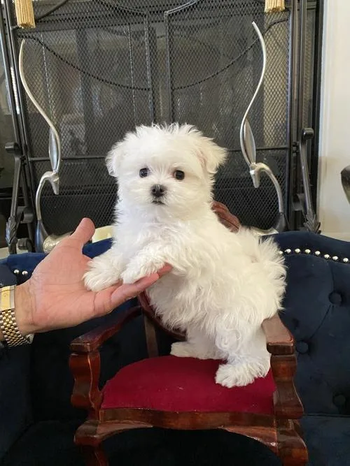 Adorable Tcup Maltese Puppies For Sale
