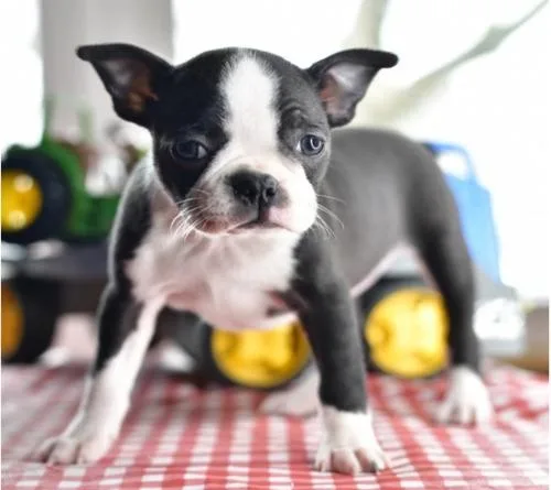 AKc Boston Terrier puppies for sale