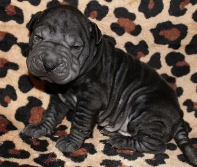 Well Socialized Chinese Shar-Pei male and female