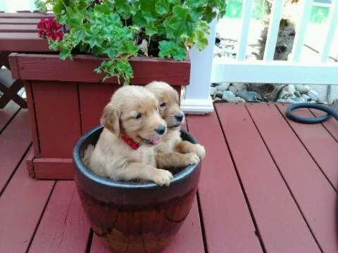 Golden Retriever