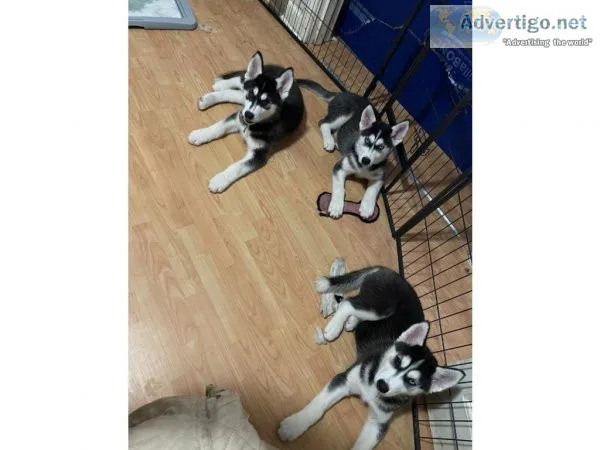 Gorgeous Siberian Husky Ready Now