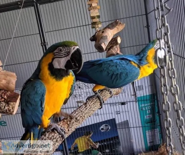 Hand-reared Blue and Gold Macaws