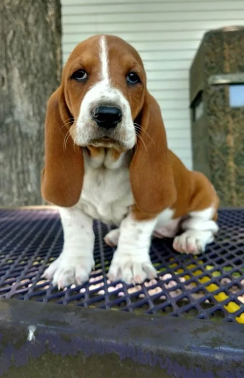 Beautiful Basset Hound Puppies