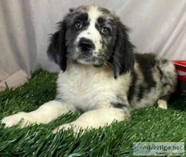 Opal NewfieAussie mix