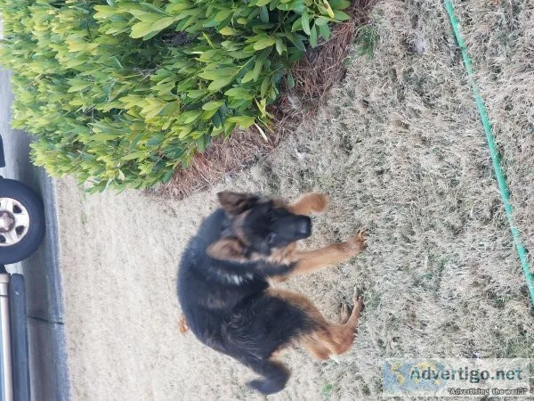 German shepherd