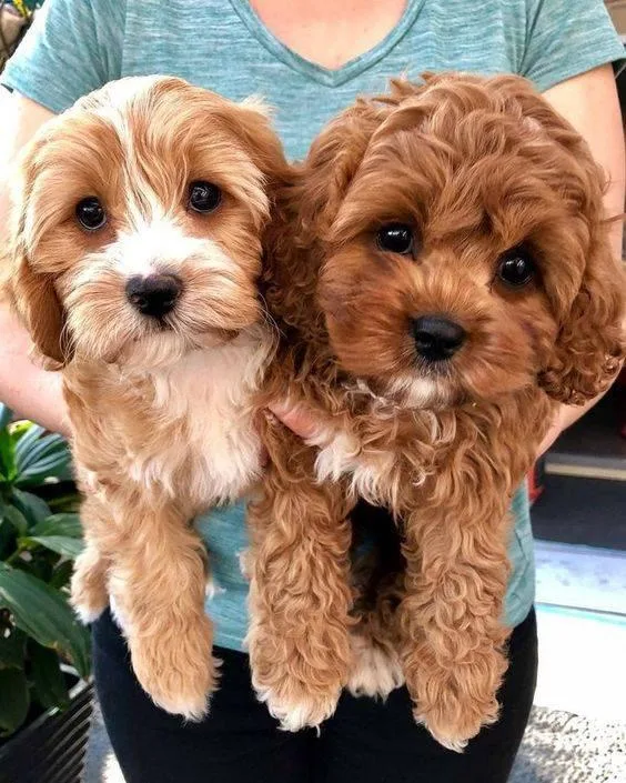 Beautiful Toy Poodle Puppies ready