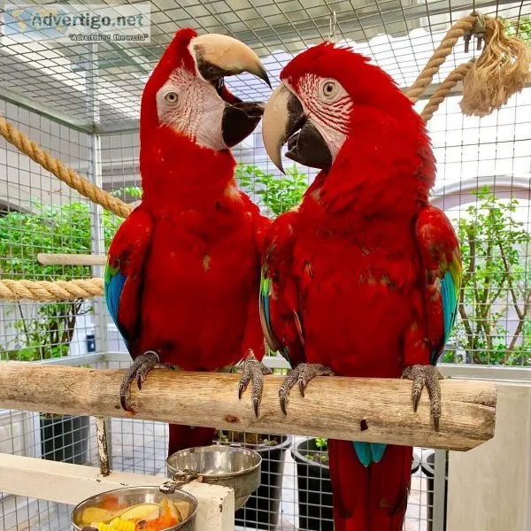 Well trained Green Wings Macaws