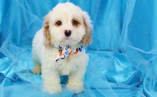 Lovely Cockapoo puppies for sale