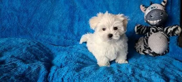 Teacup Maltese Puppy
