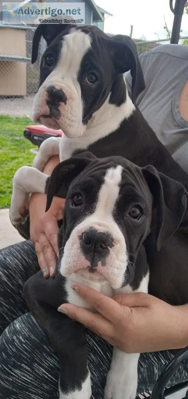Boxer puppies