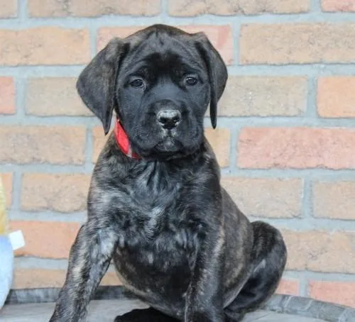 Beautiful Bullmastiff Puppies available and ready