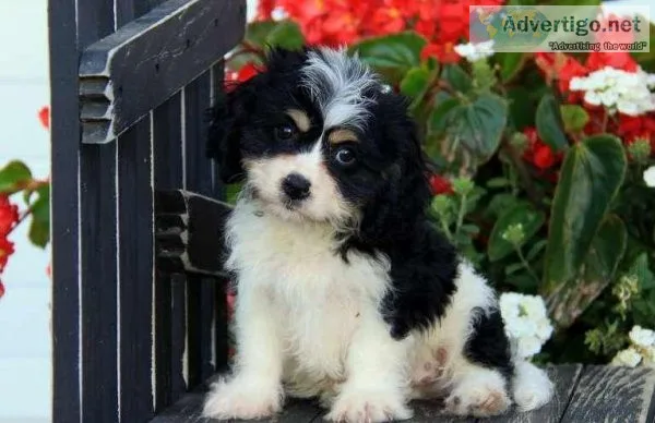 CKC Cavachon puppies