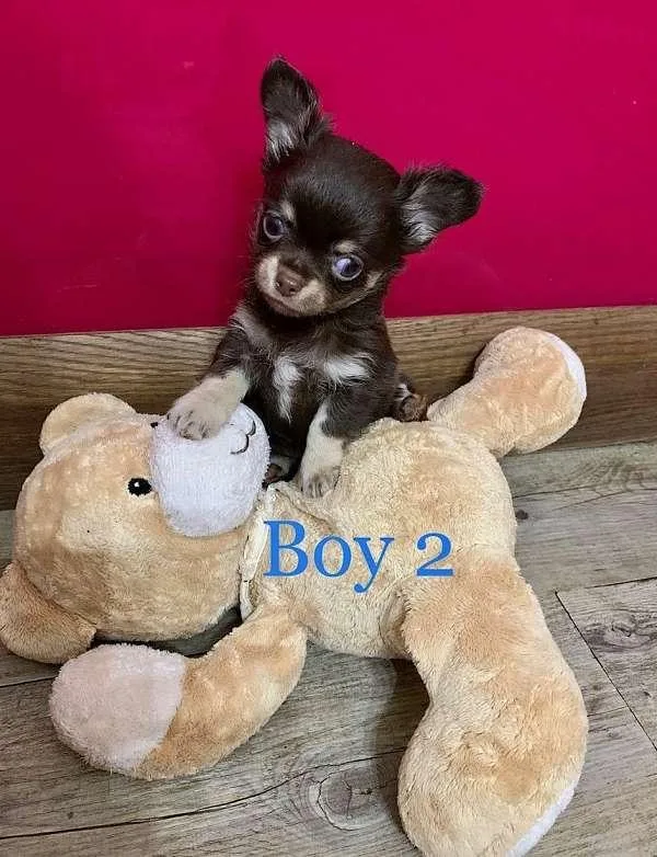 Teacup Chihuahua Ready for Sale