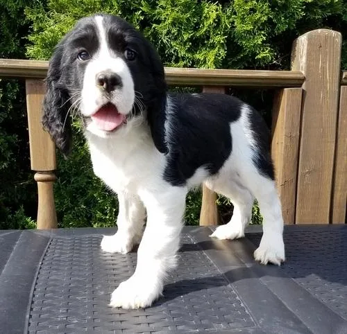 Well socialized English Springer Spaniel puppies.