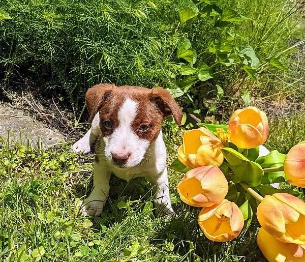 Adorable Jack Russell Female