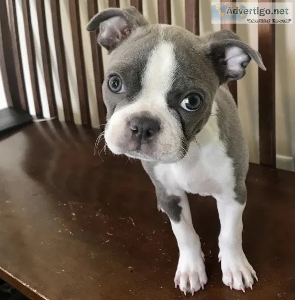 Boston terrier puppies for sale