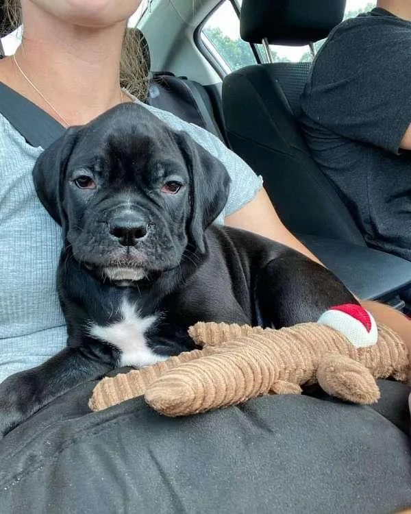 Adorable Boxer Puppy