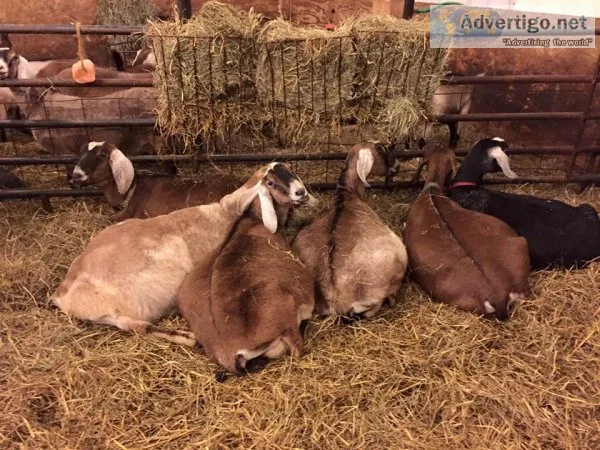 Dairy and meat goats for sale