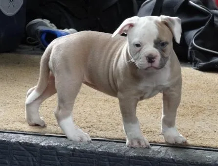 Stunning  American Bulldog Puppies.