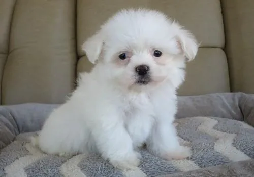 Beautiful Coton De Tulear puppies