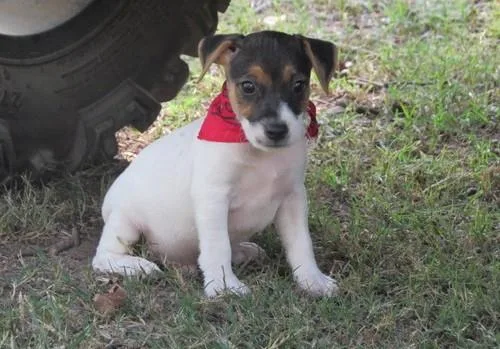 Astonished Jack Russel Terrier puppies.