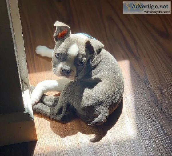 Socialized Boston terrier Puppies