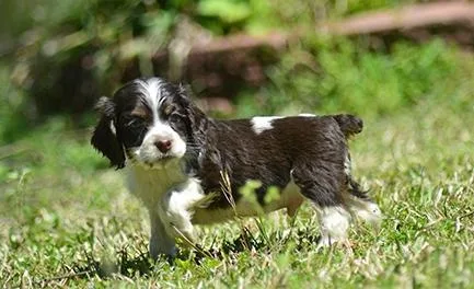 Beautiful Cocker Spaniel puppies Ready Now.