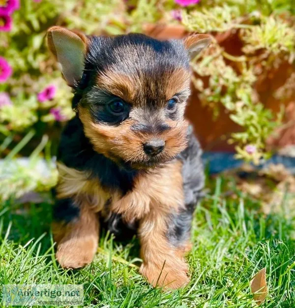 Yorkshire cute puppies Text. Only. (5O4) 321-5041