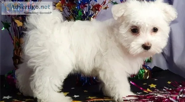 Beautiful Bichon X Maltese Puppies
