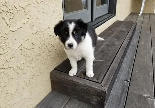 Beautiful Border Collie puppies