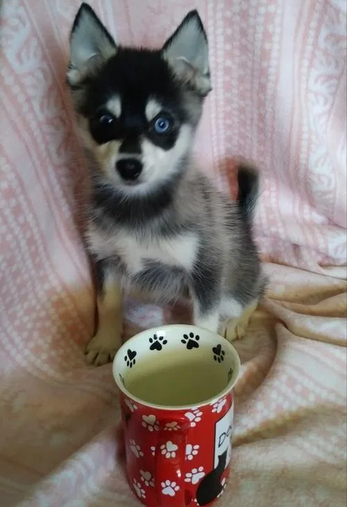 Home raised Alaskan Klee Kai puppies available.