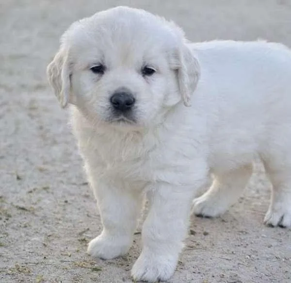 Golden Retriever Puppies for Sell