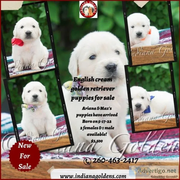 English Cream Golden Retriever puppies for sale at Indiana Golde