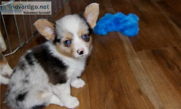 Pure Pembroke Welsh Corgi puppies available