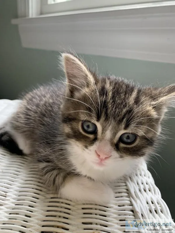 Beautiful Kittens