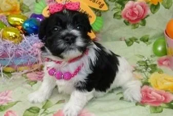 Beautiful Havanese puppies Available.